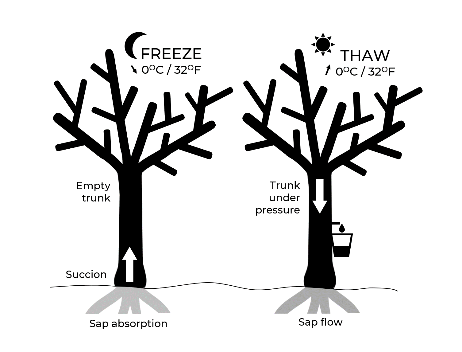 The sap run phenomenon Informations maple syrup La Ferme