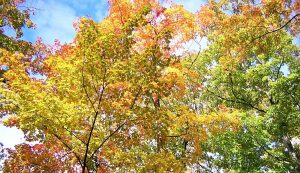 Read more about the article Maple tree ACER L.: Characteristics